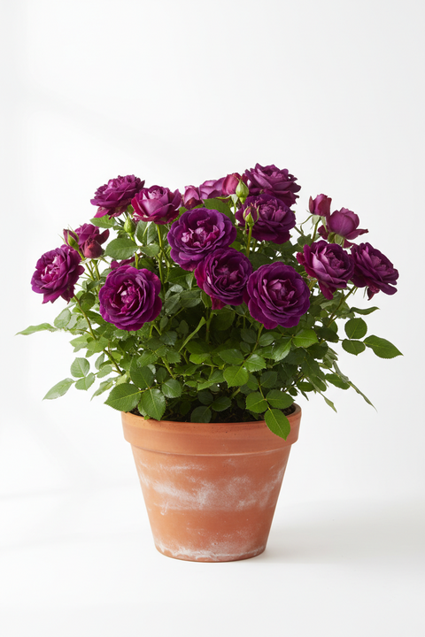 HYBRID PURPLE ROSE