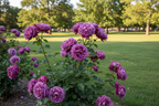 HYBRID PURPLE ROSE