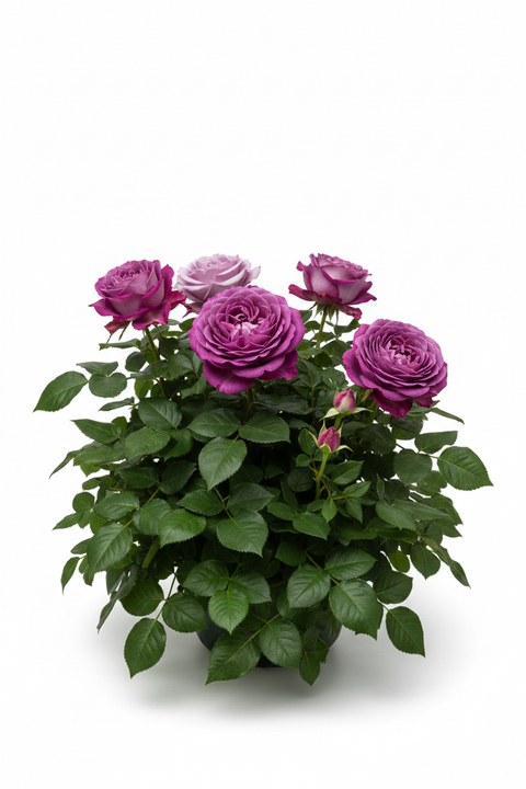 HYBRID PURPLE ROSE