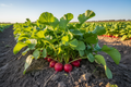 HYBRID RADISH SEED