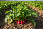 HYBRID RADISH SEED