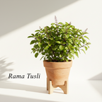 TULSI COMBO