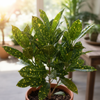 Gold Dust Croton Plant