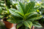 Gold Dust Croton Plant