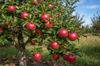 HRM 99 APPLE GRAFTED