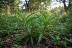 Bana Dhania plant(Wild/Long Coriander)