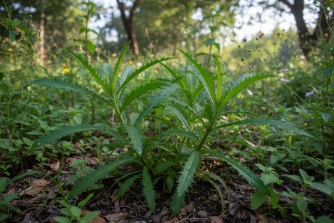 Bana Dhania plant(Wild/Long Coriander)