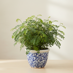 SHAMI PLANT