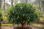 AMRAPALI MANGO