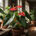 Anthurium