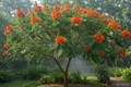 ASHOKA PLANT