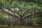 BANYAN TREE