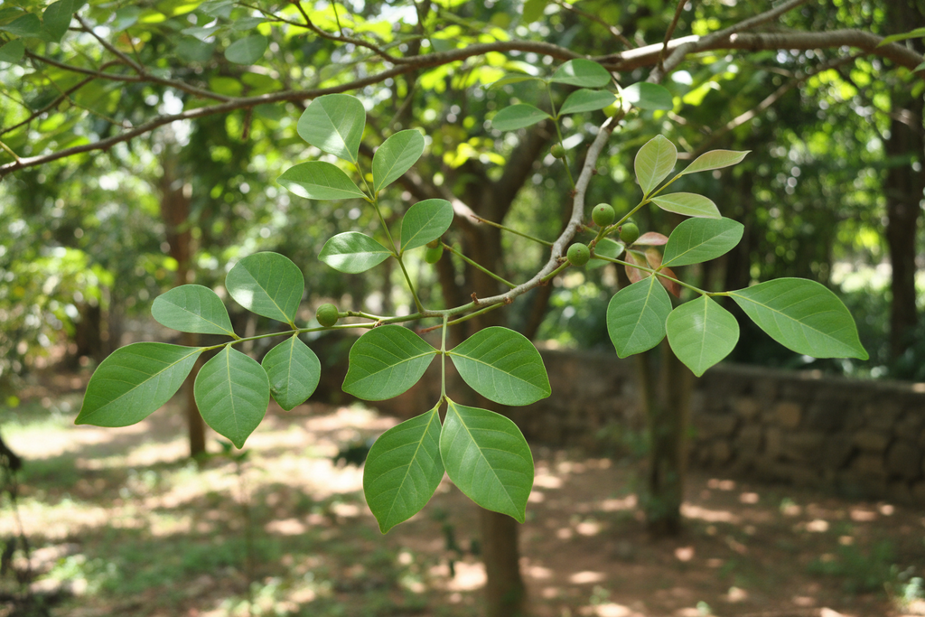BELL PLANT