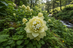 Brahma Kamal