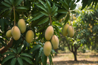 DASHERI MANGO
