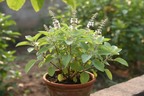 Karpura Tulasi Plant