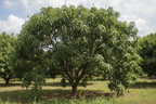 LANGRA MANGO PLANT