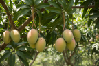 LANGRA MANGO PLANT
