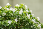 JASMINE