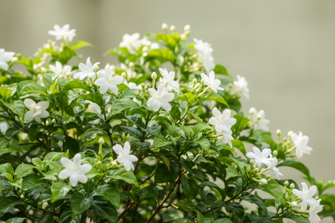 JASMINE