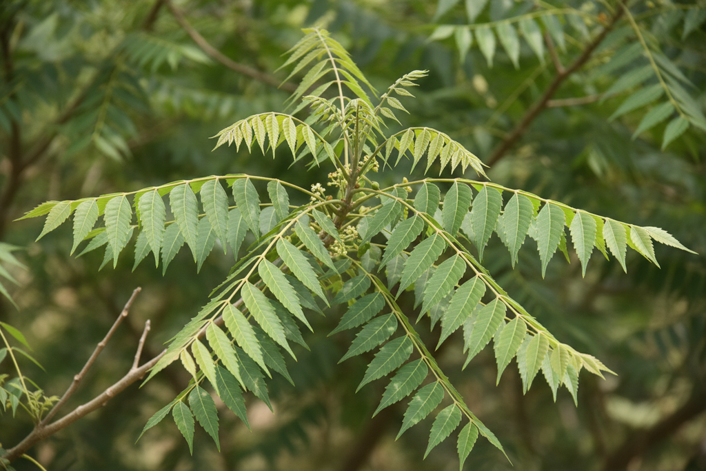 NEEM TREE