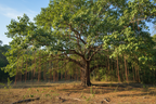 PEEPAL TREE