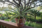 HYBRID PINEAPPLE