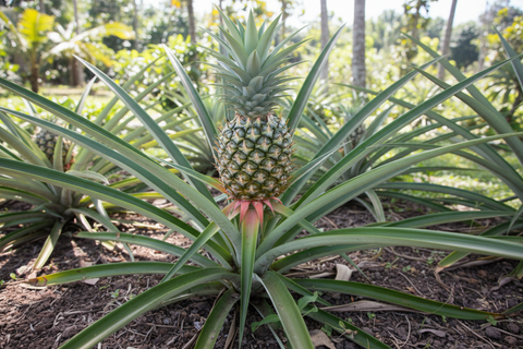 Pineapple