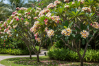 Plumeria