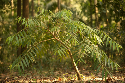 SANDELWOOD PLANT