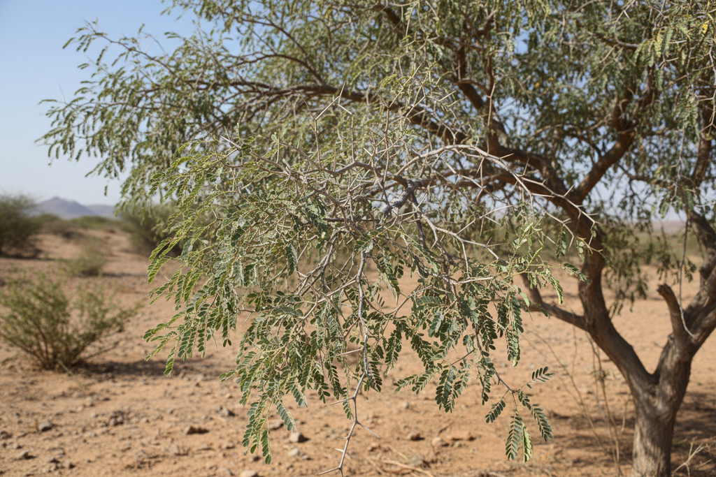 SHAMI PLANT