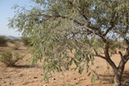 SHAMI PLANT