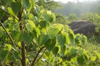 PEEPAL TREE