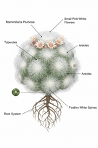 MAMMILLARIA PLUMOSA (FEATHER CACTUS)