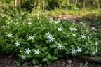 JASMINE