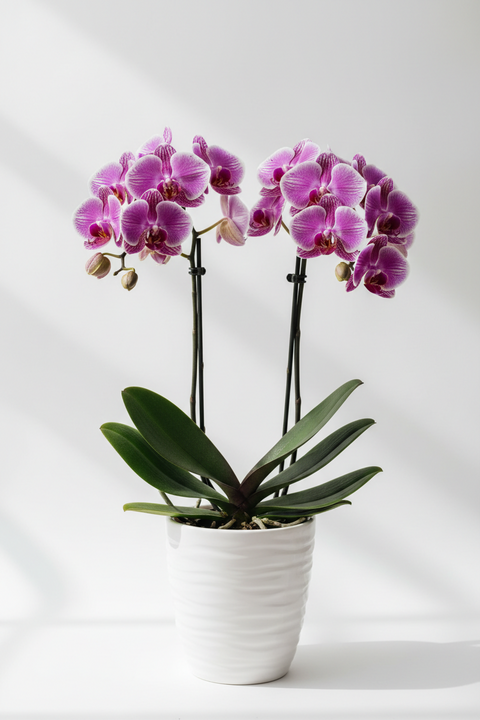 Orchid plant