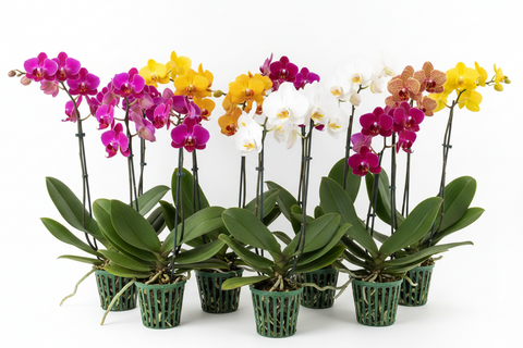 Orchid plant