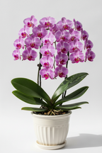 Orchid plant