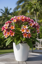 Plumeria