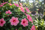 INDIAN HIBISCUS PLANT