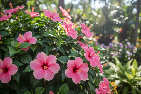 INDIAN HIBISCUS PLANT