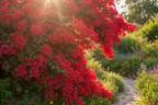Bougainvillea