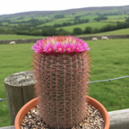 RED HEADED IRISHMAN CACTUS (MAMMILLARIA SPINOSISSIM