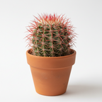 RED HEADED IRISHMAN CACTUS (MAMMILLARIA SPINOSISSIM