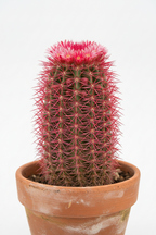 RED HEADED IRISHMAN CACTUS (MAMMILLARIA SPINOSISSIM