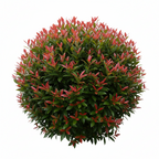 RED TIP BEGONIA