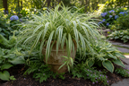 REVESE SPIDER PLANT