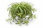 REVESE SPIDER PLANT