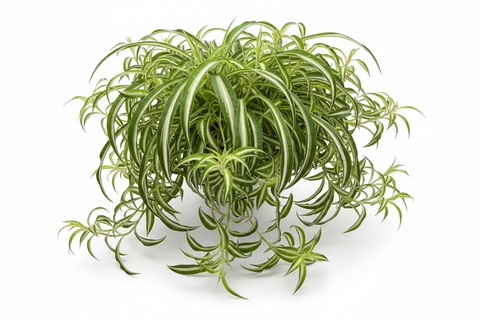 REVESE SPIDER PLANT