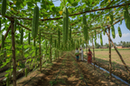Hybrid Ridged Gourd Seeds